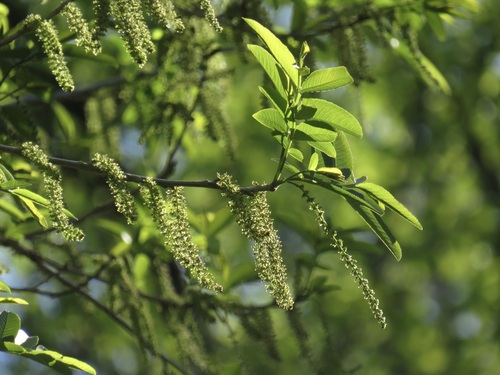 Chinese wingnut (Pterocarya stenoptera)