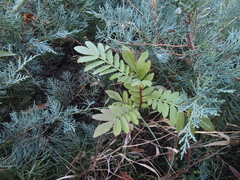 Chinese wingnut (Pterocarya stenoptera)