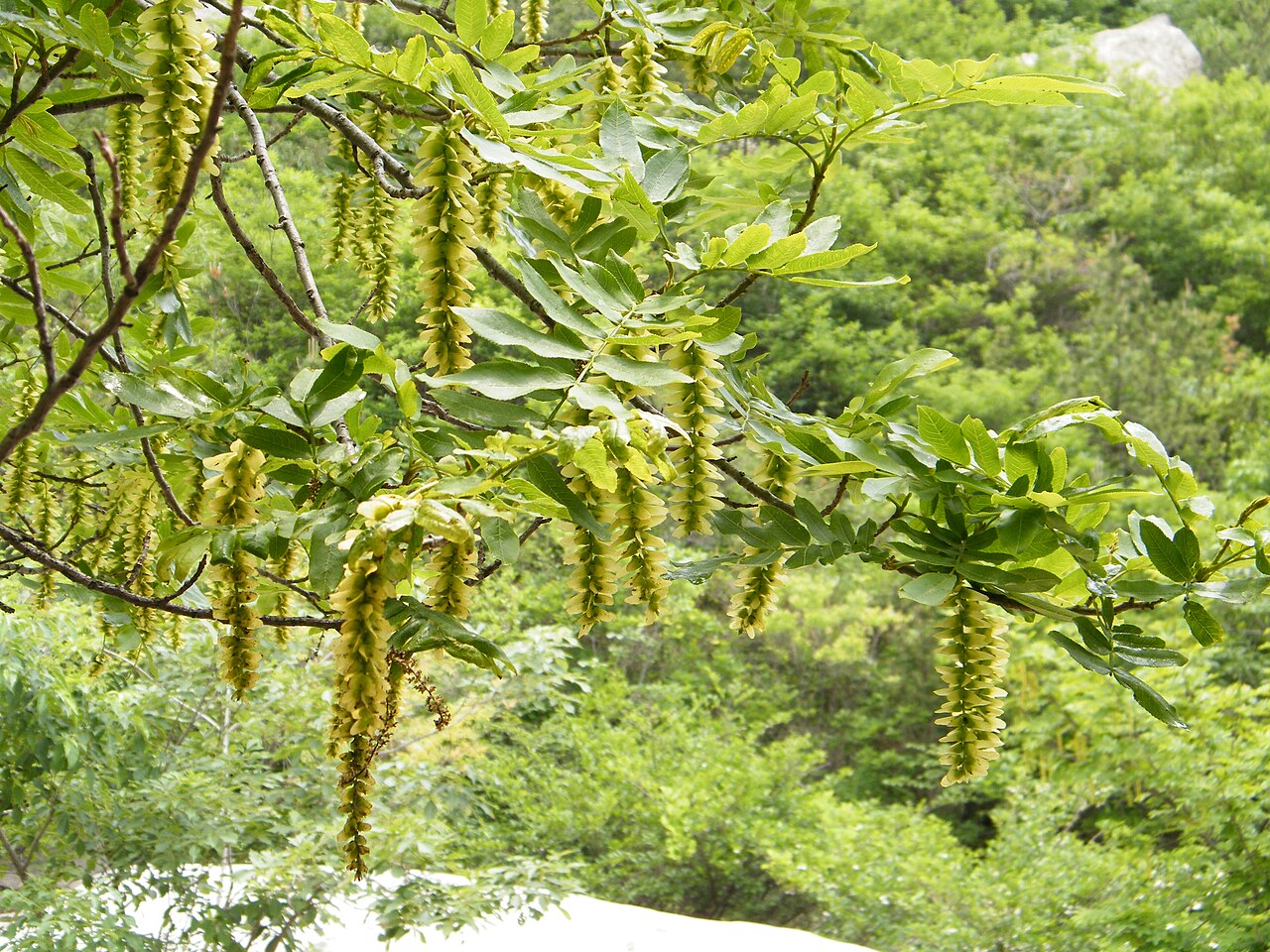 Chinese wingnut: Laoshan, Qingdao, Shandong, China