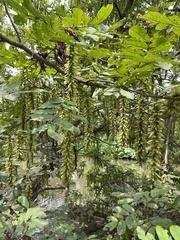 Chinese wingnut (Pterocarya stenoptera)