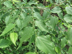 Pteroceltis tatarinowii (Pteroceltis tatarinowii)