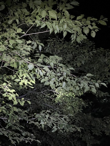 Pteroceltis tatarinowii (Pteroceltis tatarinowii)