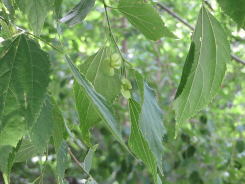 Pteroceltis tatarinowii (Pteroceltis tatarinowii)