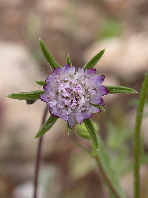 Plumed scabious: Plumed scabious, Pterocephalus brevis