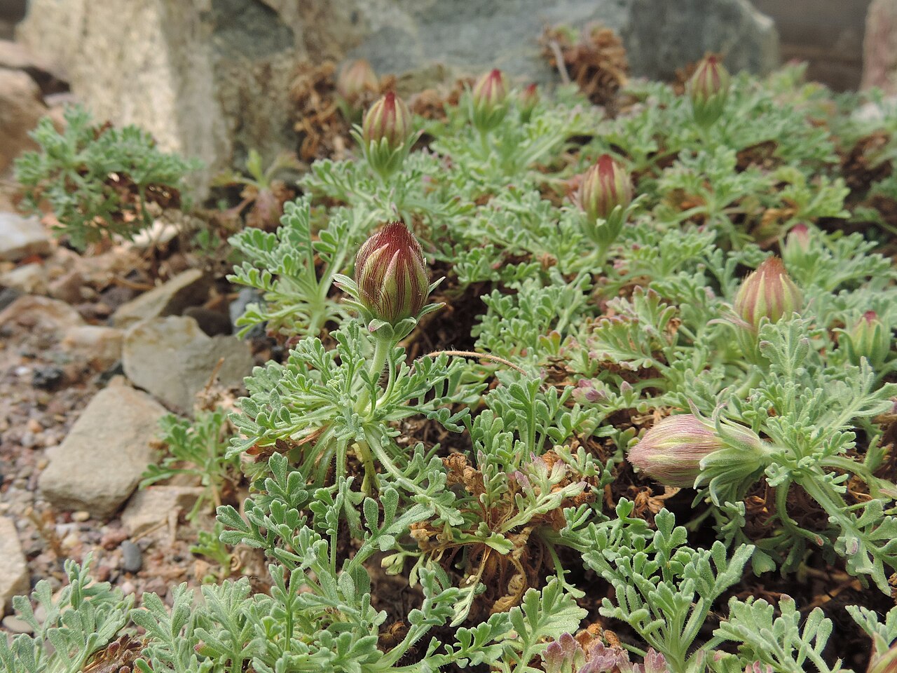 Pterocephalus depressus: Pterocephalus depressus in Neuer Botanischer Garten der Universität Göttingen