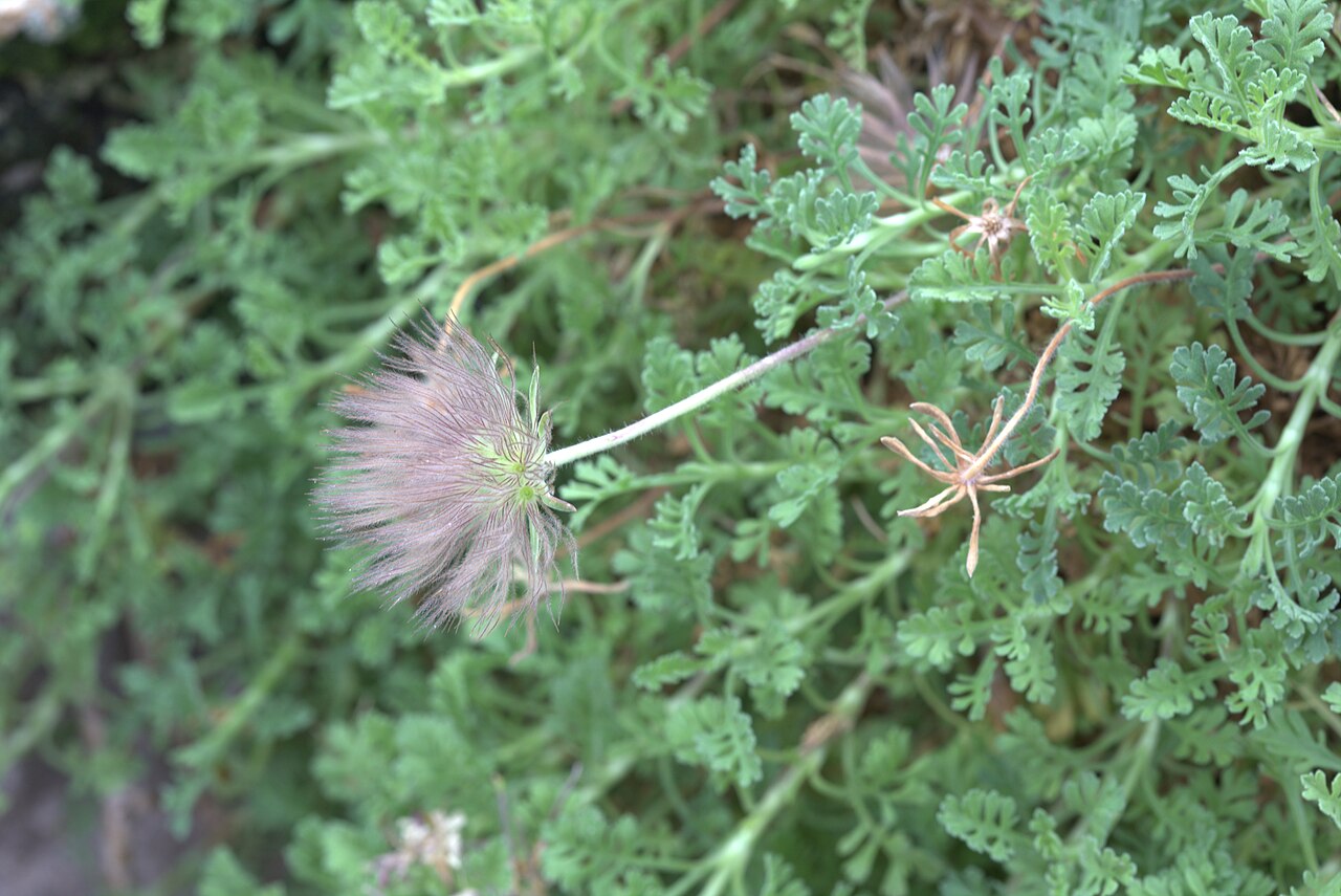 Pterocephalus depressus: Pterocephalus depressus in Gothenburg botanical garden. Plant id: 1985-0461 s W -- Lautaret
