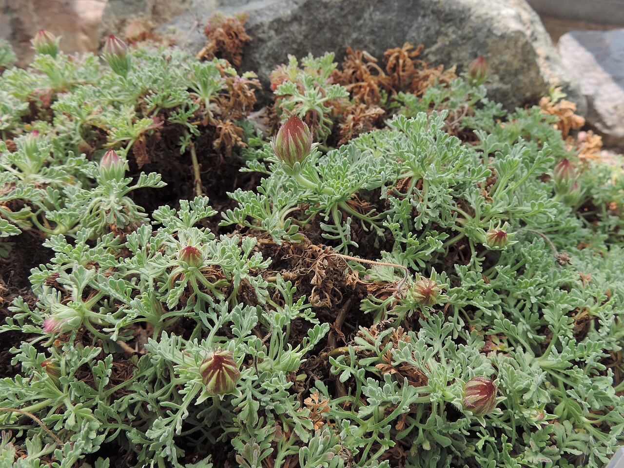 Pterocephalus depressus: Pterocephalus depressus in Neuer Botanischer Garten der Universität Göttingen