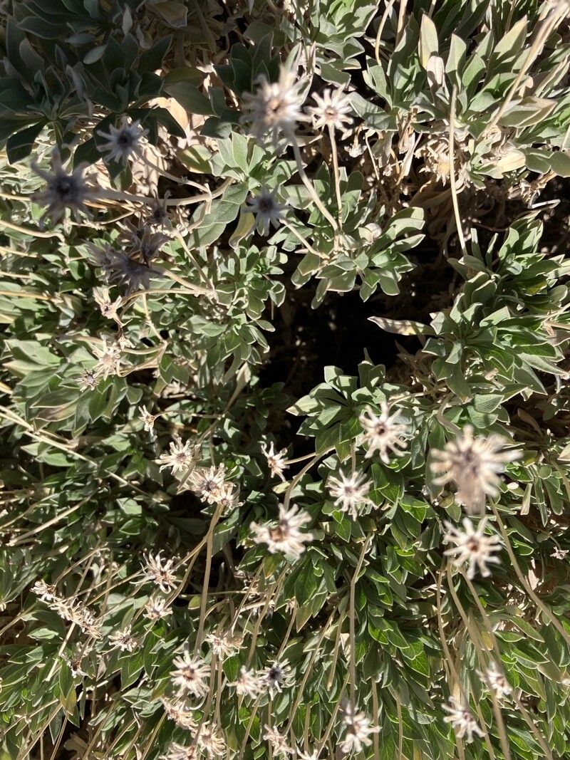Summit rosebush (Pterocephalus lasiospermus)