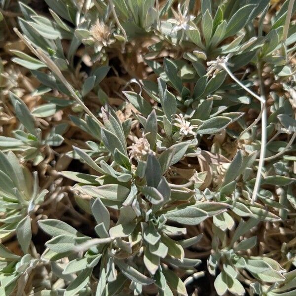 Summit rosebush (Pterocephalus lasiospermus)