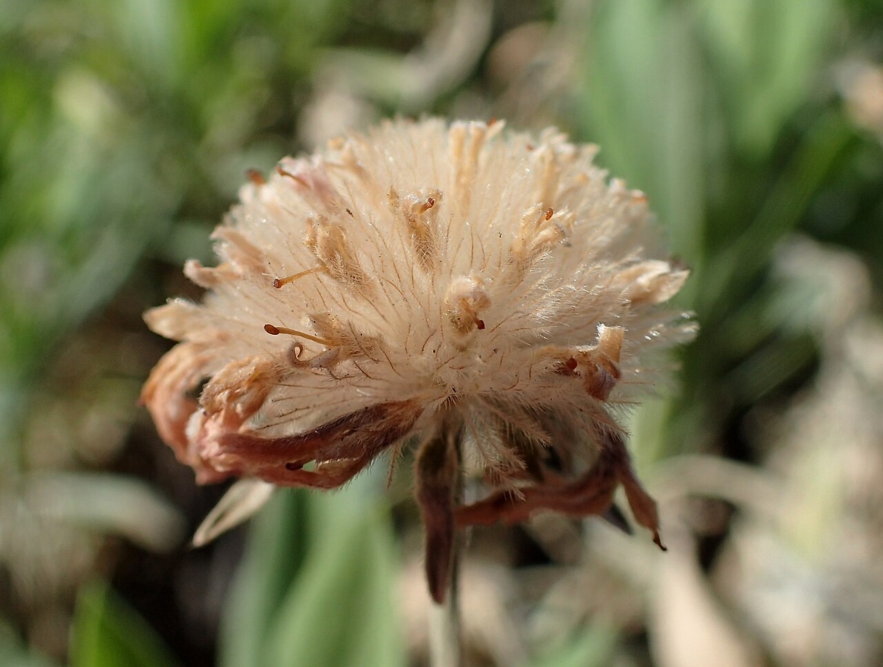 Summit rosebush: Pterocephalus lasiospermus in Boca Teuce