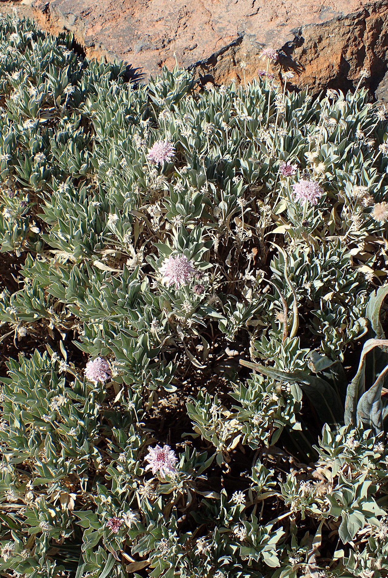Summit rosebush: Pterocephalus lasiospermus in Tabonal Negro
