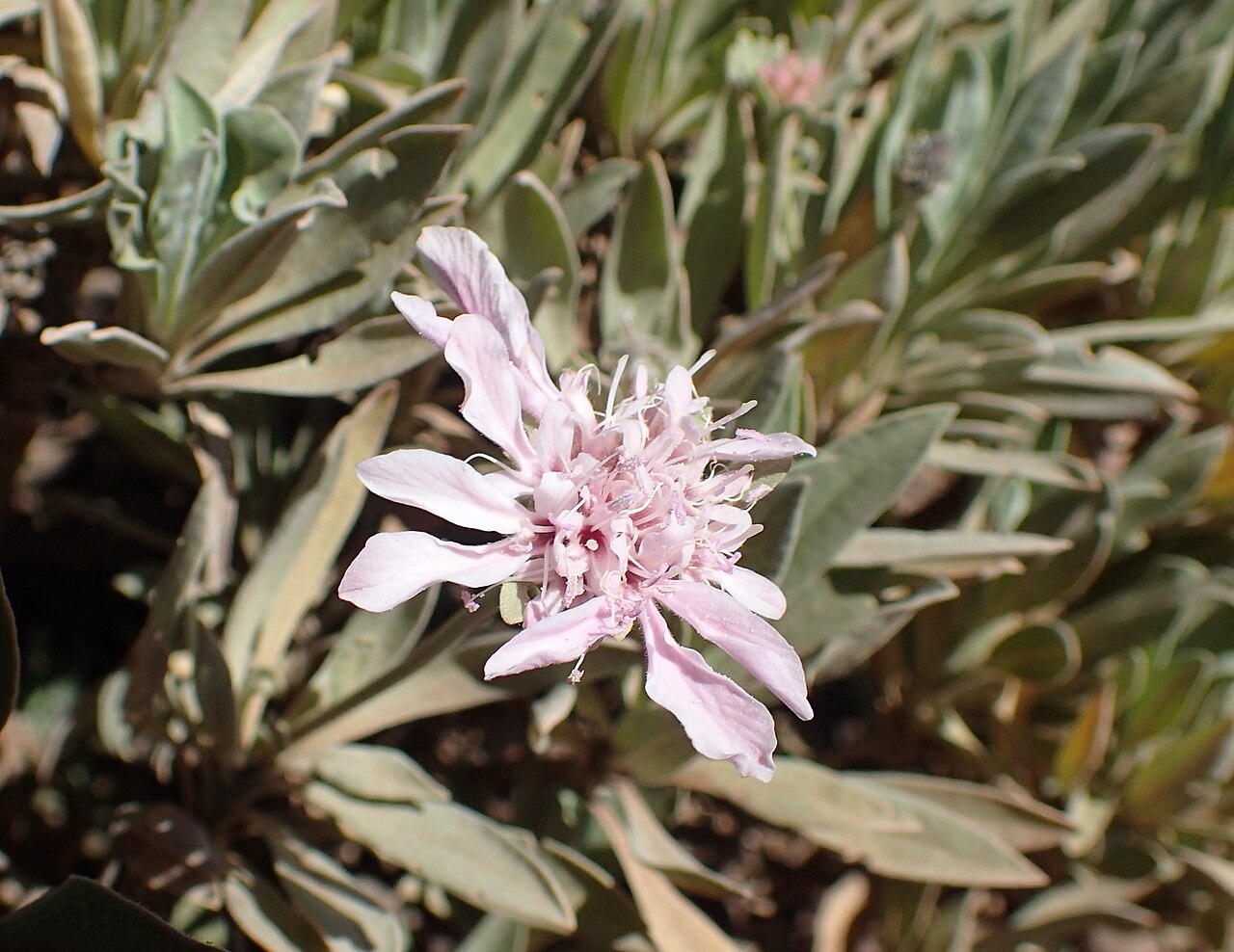 Summit rosebush: Pterocephalus lasiospermus on Montana Samara