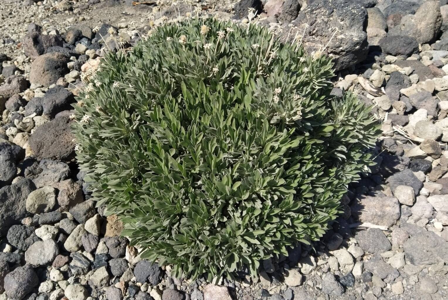 Summit rosebush (Pterocephalus lasiospermus)