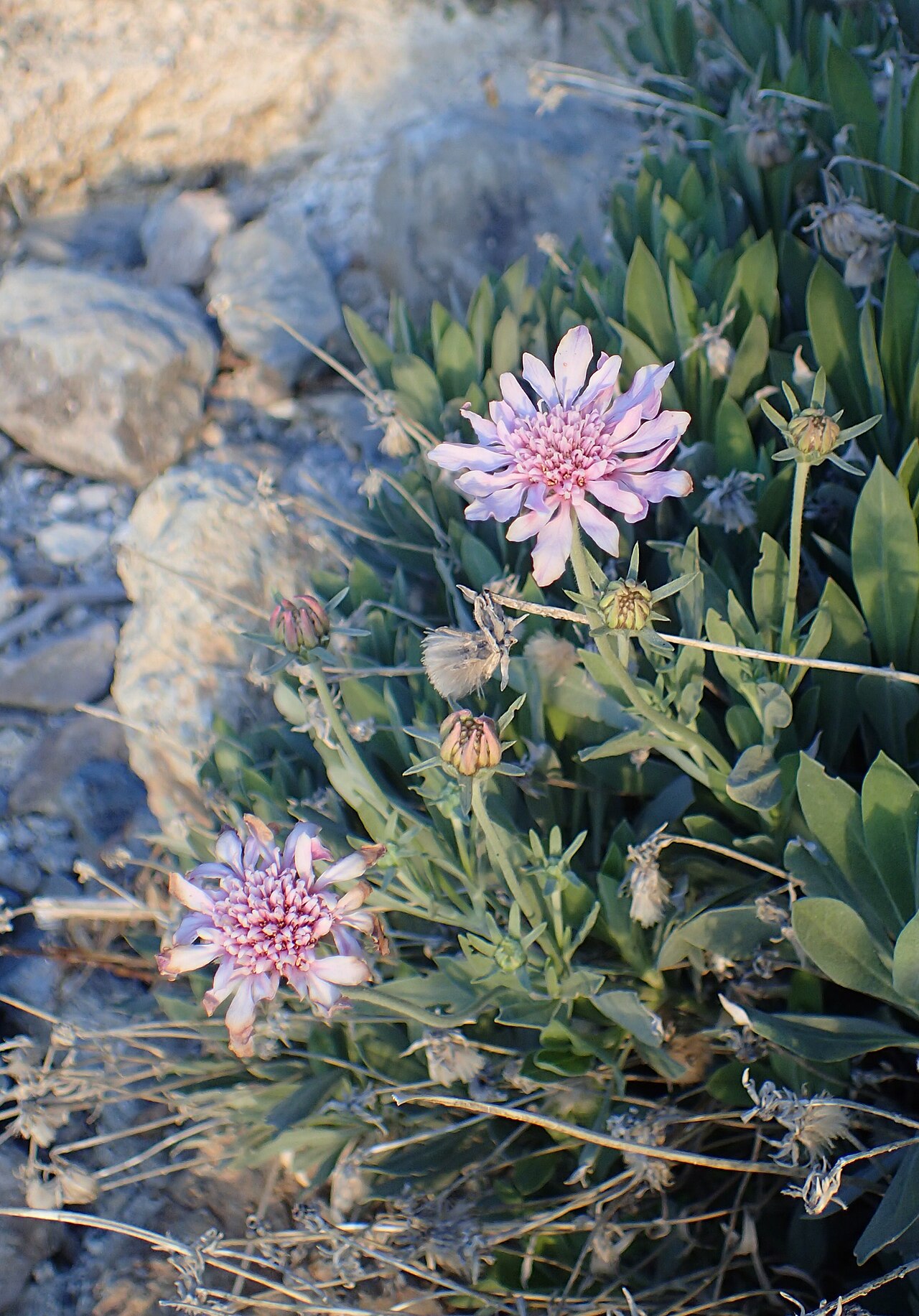 Summit rosebush: Pterocephalus lasiospermus in Tabonal Negro