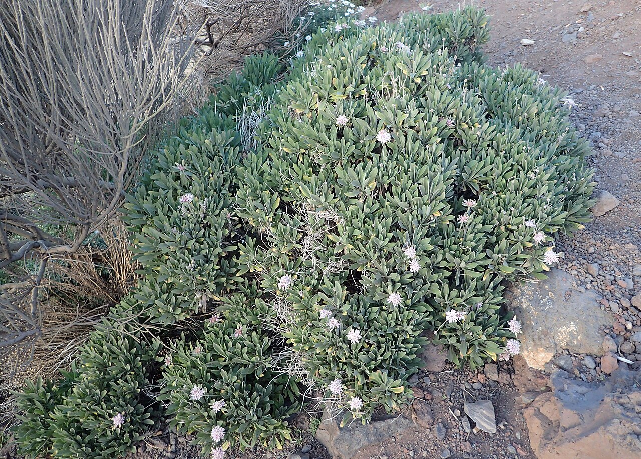Summit rosebush: Pterocephalus lasiospermus in Los Retamares