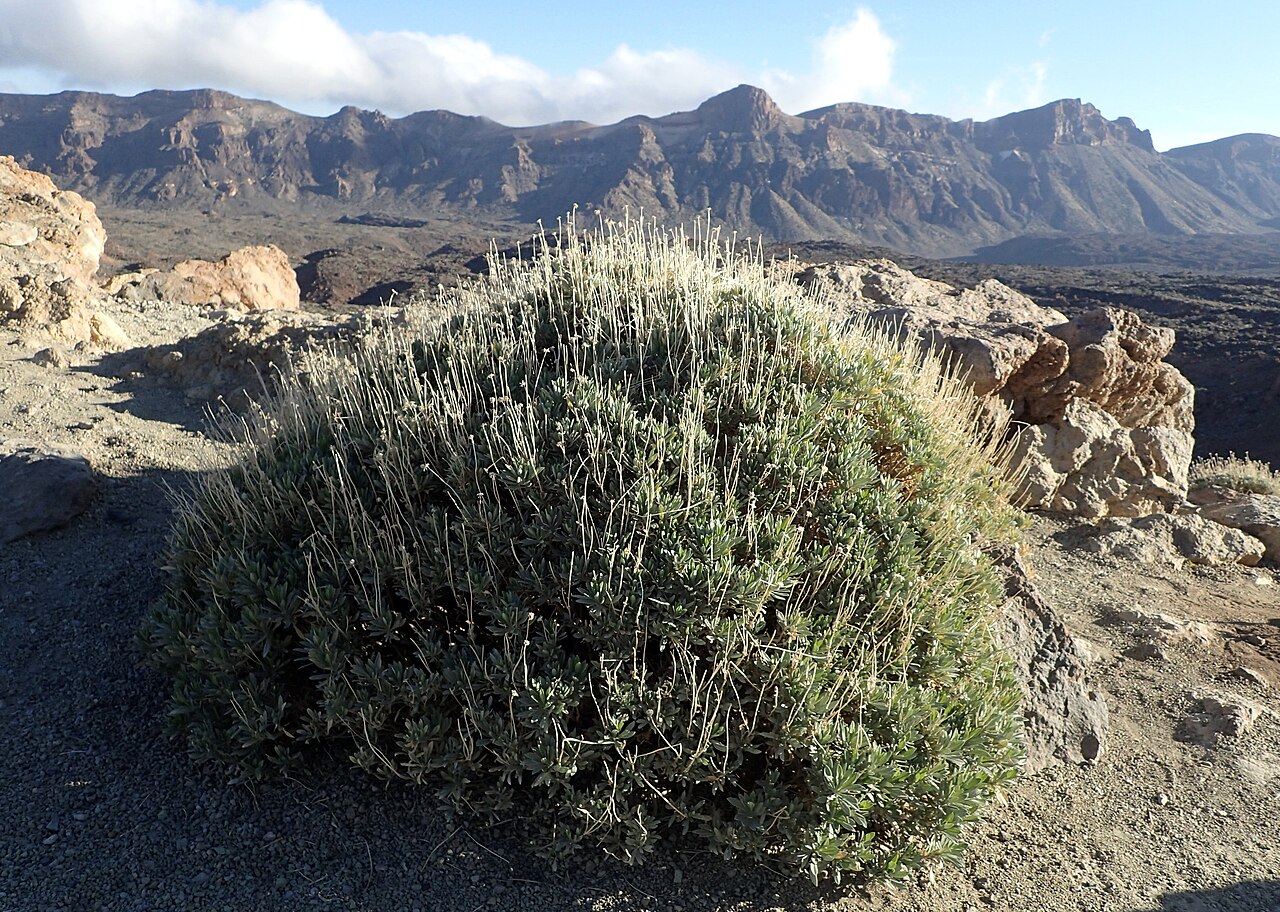Summit rosebush: Pterocephalus lasiospermus in Tabonal Negro