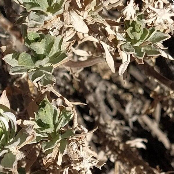 Summit rosebush (Pterocephalus lasiospermus)