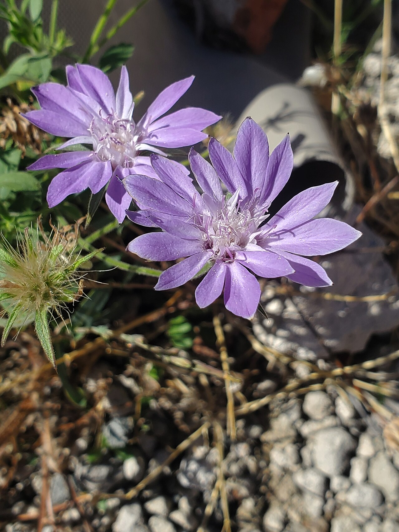 Pterocephalus plumosus: Pterocephalus plumosus, Kıraç, 15800 Ağlasun/Burdur, Türkei, 2025-09-17 (iNaturalist).