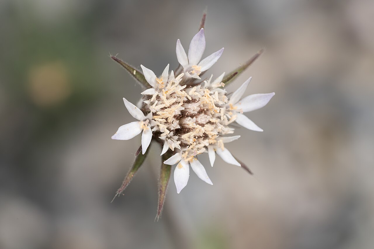 Pterocephalus plumosus: Pterocephalus plumosus, Περιφέρεια Νοτίου Αιγαίου, Ελλάδα, 2025-05-09 (iNaturalist).