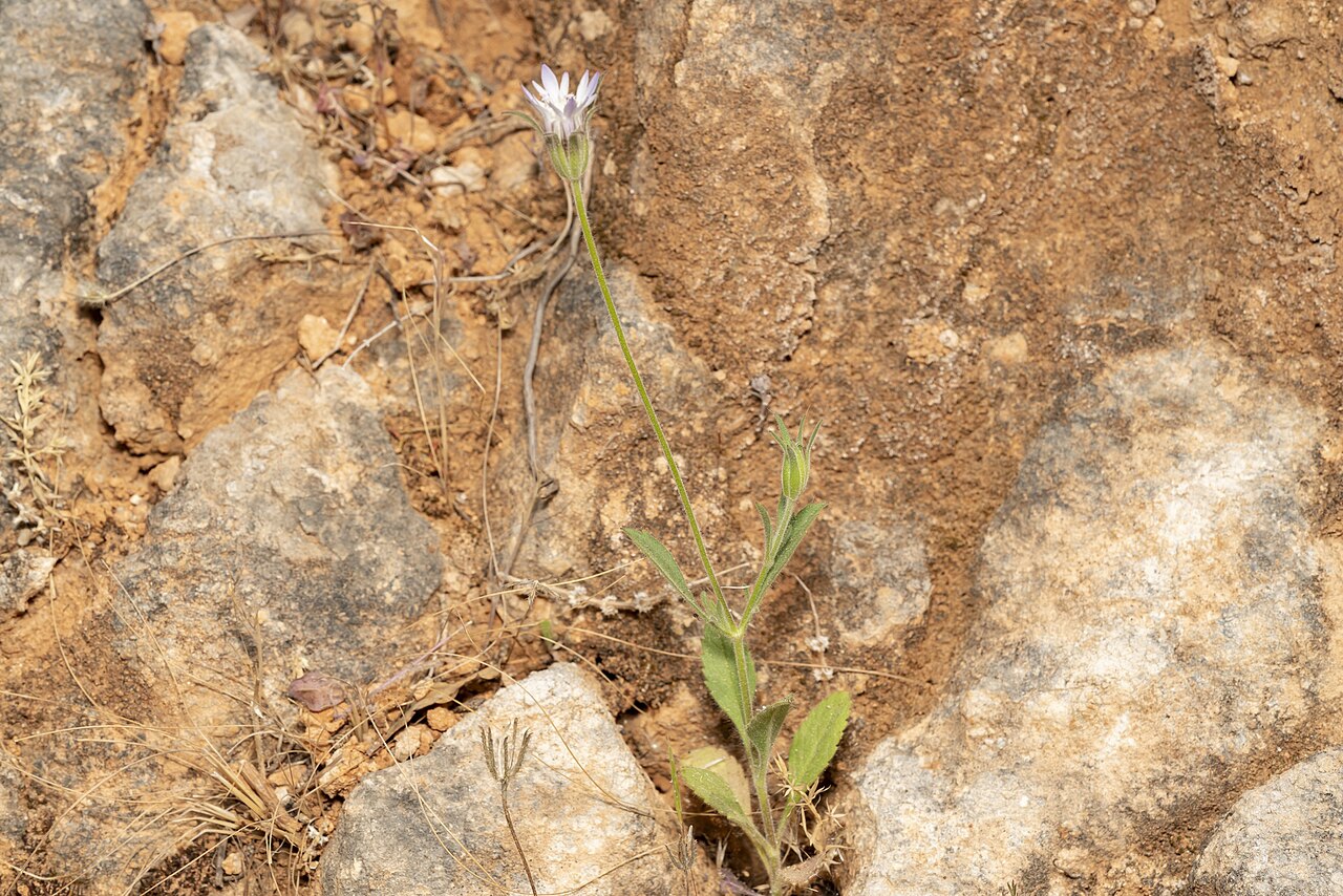 Pterocephalus plumosus: Pterocephalus plumosus, Περιφέρεια Νοτίου Αιγαίου, Ελλάδα, 2021-05-05 (iNaturalist).
