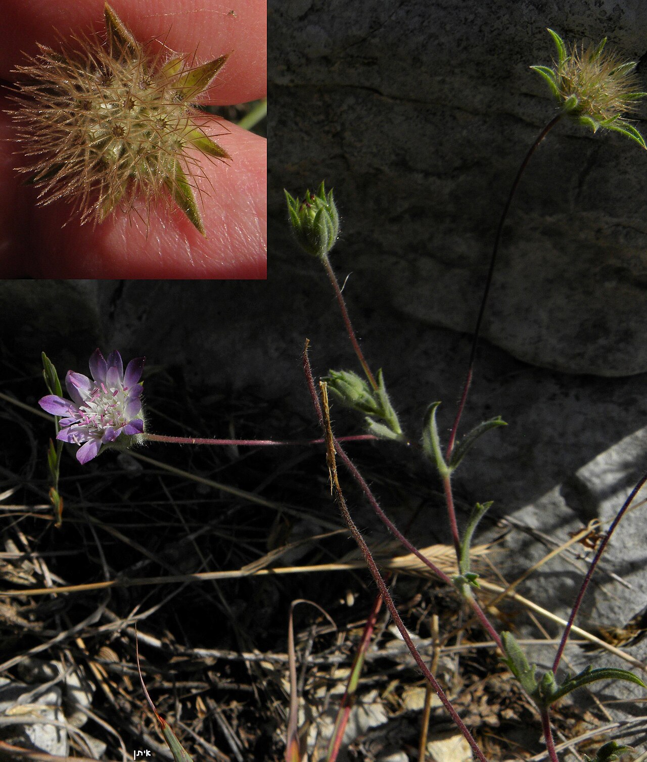 Pterocephalus plumosus: Pterocephalus plumosus נוציץ מנוצה - ליד יקנעם