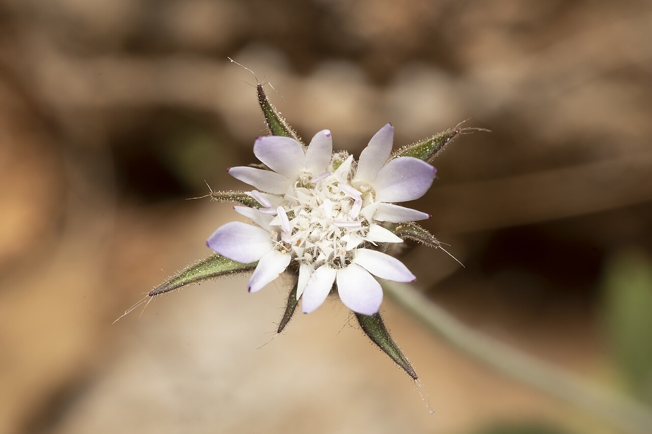 Pterocephalus plumosus: Pterocephalus plumosus, Περιφέρεια Νοτίου Αιγαίου, Ελλάδα, 2021-05-05 (iNaturalist).