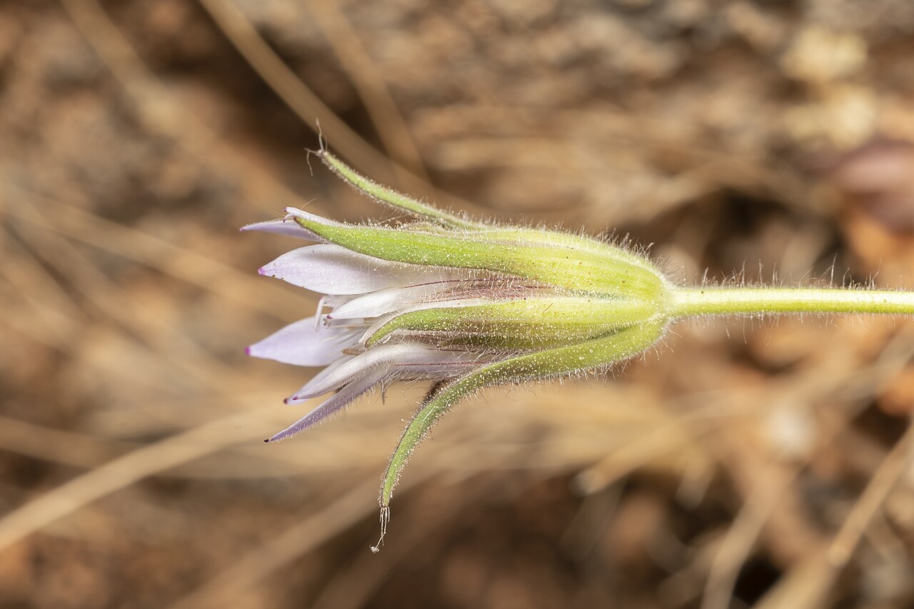 Pterocephalus plumosus: Pterocephalus plumosus, Περιφέρεια Νοτίου Αιγαίου, Ελλάδα, 2021-05-05 (iNaturalist).