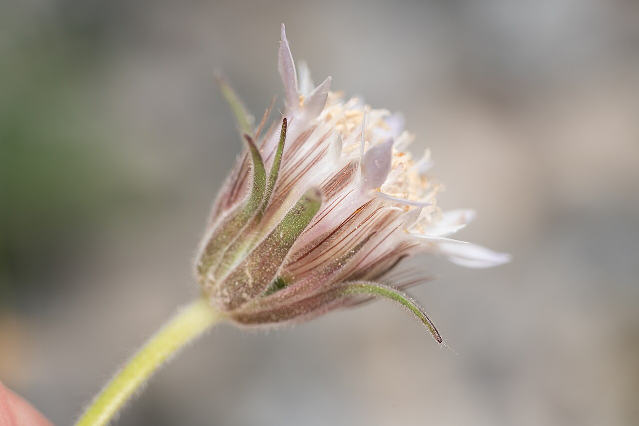 Pterocephalus plumosus: Pterocephalus plumosus, Περιφέρεια Νοτίου Αιγαίου, Ελλάδα, 2025-05-09 (iNaturalist).