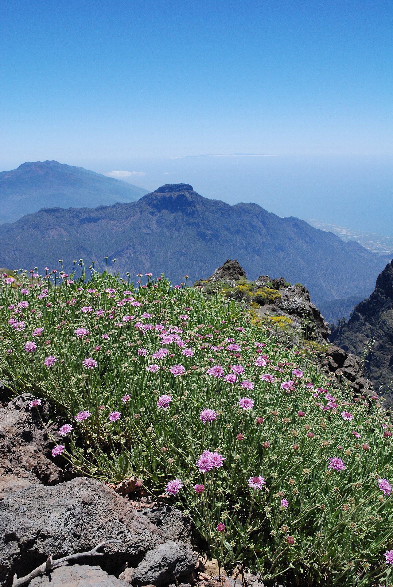 Pterocephalus porphyranthus: Pterocephalus porphyranthus , Near Fuente Nueva, La Palma, Spain