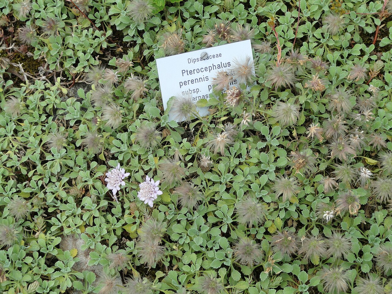 Pterocephalus pterocephalus: Botanical specimen in the Botanischer Garten, Frankfurt am Main, located at Siesmayerstraße 72, Frankfurt am Main, Germany.