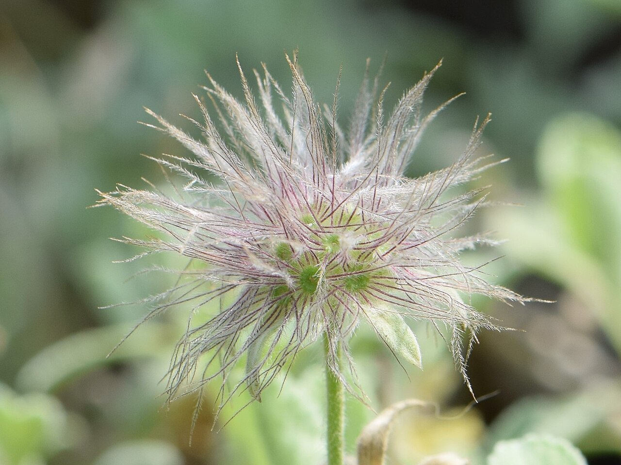 Pterocephalus pterocephalus: Pterocephalus perennis ssp. perennis in the Botanischer Garten, Berlin-Dahlem