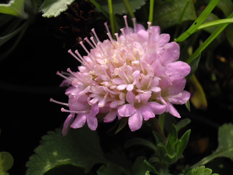 Pterocephalus pterocephalus: Pterocephalus perennis subsp. bellidifolius