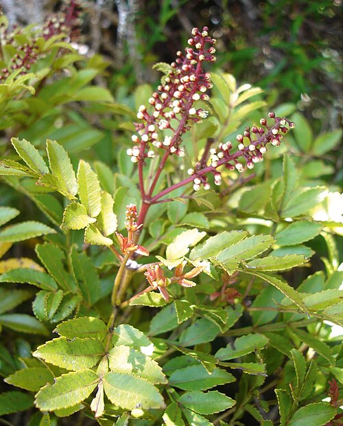 Pterophylla denhamii: Pterophylla denhamii, Espiritu Santo, Vanuatu, foliage (note short leaflets and winged rachis), plus buds and flowers, inflorescence composed of triads