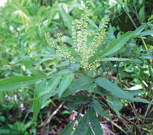 Pterophylla denhamii: Pterophylla denhamii, Espiritu Santo, Vanuatu, foliage with longer leaflets and flowers in bud.