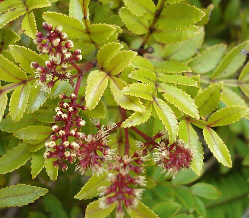 Pterophylla denhamii: Pterophylla denhamii, Espiritu Santo, Vanuatu, foliage (note short leaflets and winged rachis), plus buds and flowers, inflorescence composed of triads