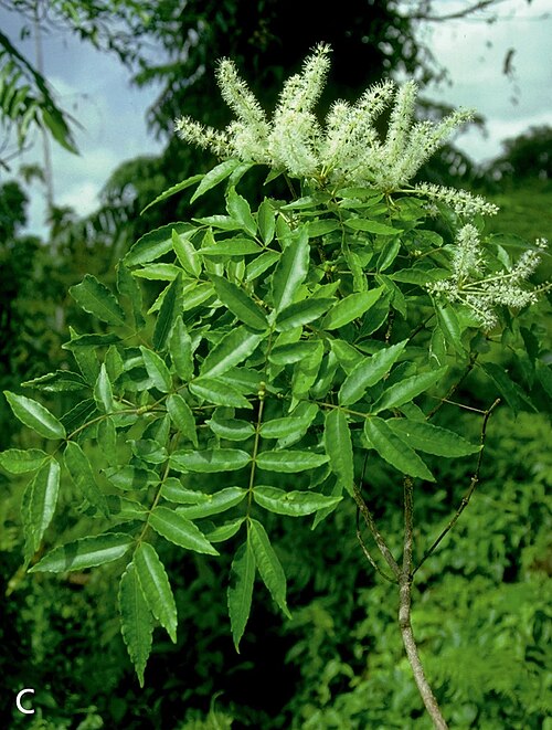 Pterophylla fraxinea: Pterophylla fraxinea