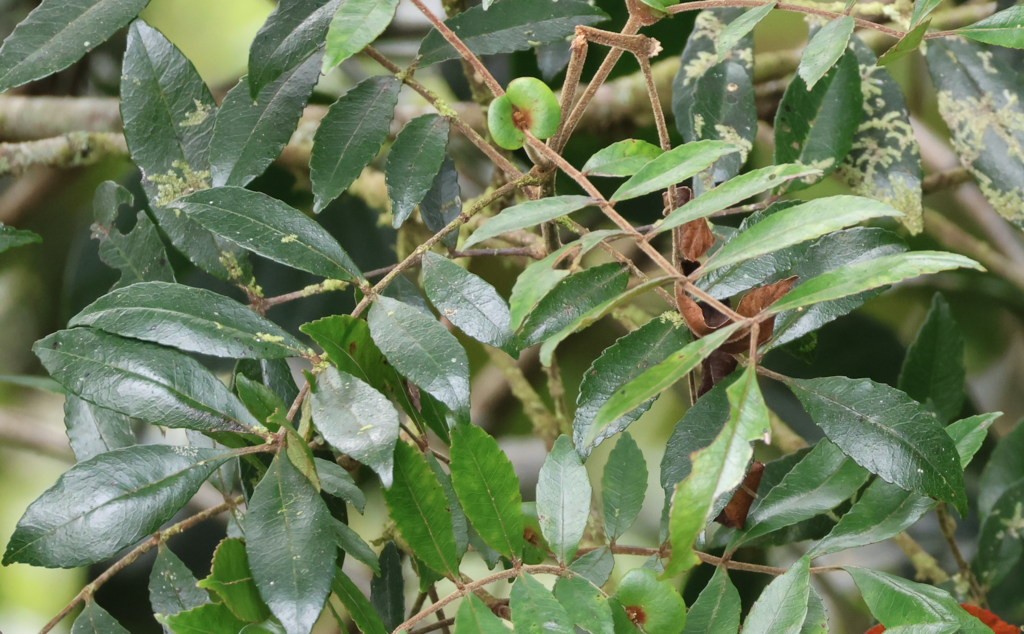 Pterophylla fraxinea (Pterophylla fraxinea)