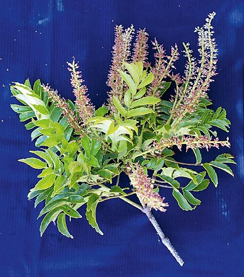 Pterophylla macgillivrayi: Pterophylla macgillivrayi, Aneityum, Vanuatu. twig with leaves and very young fruits. Voucher: Balick et al. 4874.