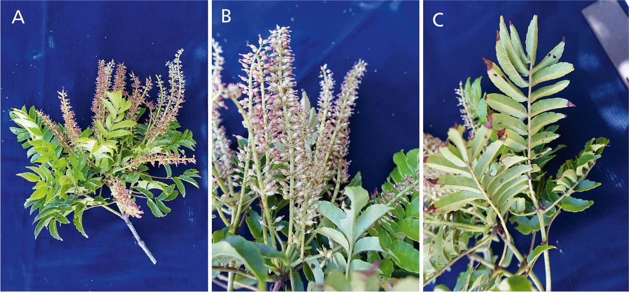 Pterophylla macgillivrayi: Pterophylla macgillivrayi, Aneityum, Vanuatu. A – B twig with leaves and very young fruits, infructescence composed of bidents visible in B; C under-surface of