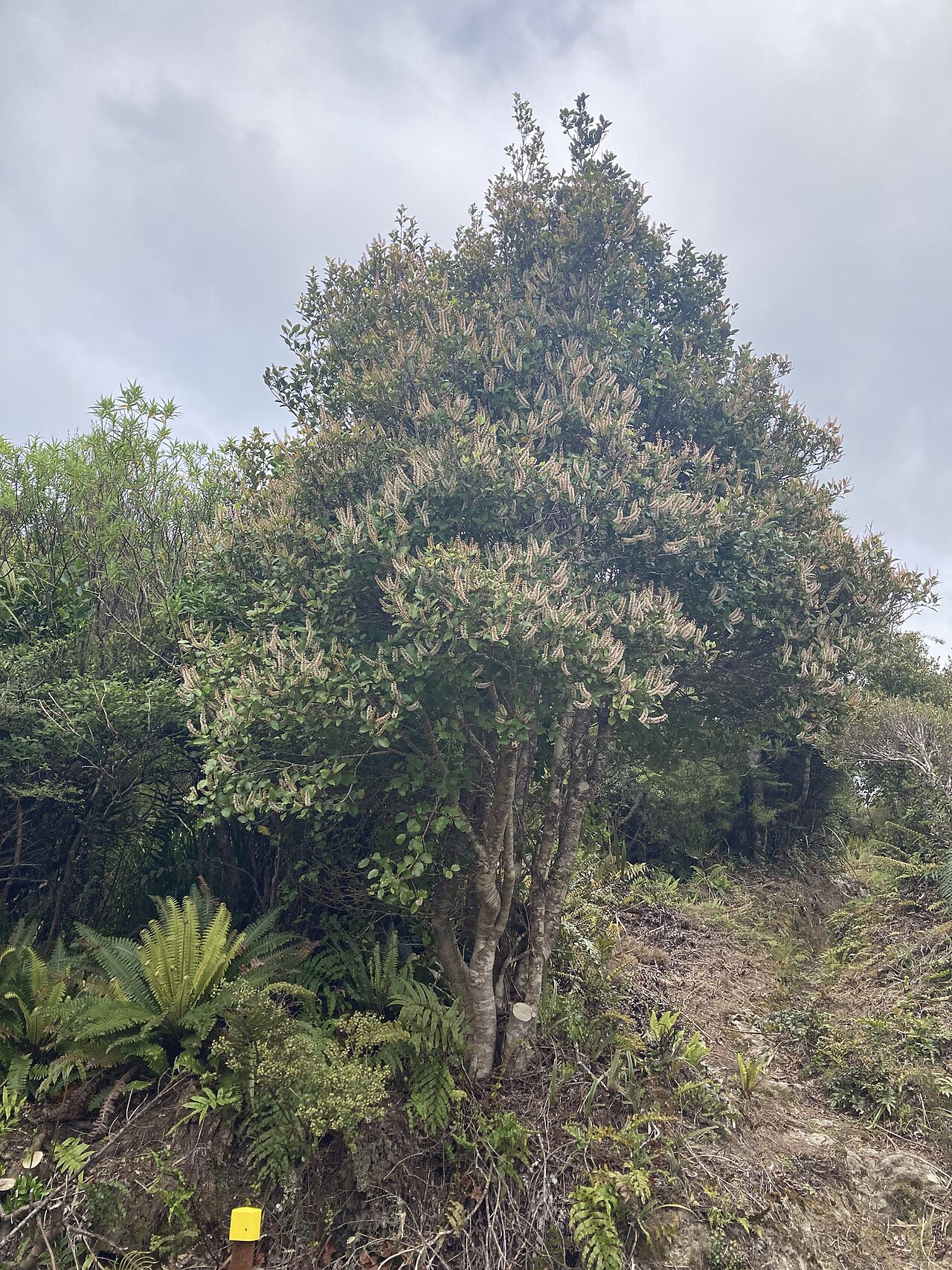 Kāmahi: Pterophylla racemosa, South Wairarapa District, Wellington, New Zealand, 2023-12-23 (iNaturalist).