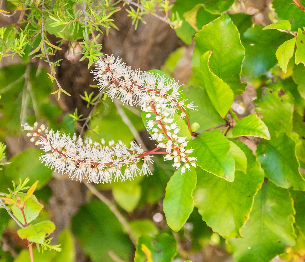 Kāmahi: Weinmannia racemosa in Abel Tasman National Park, Tasman Region, South Island of New Zealand