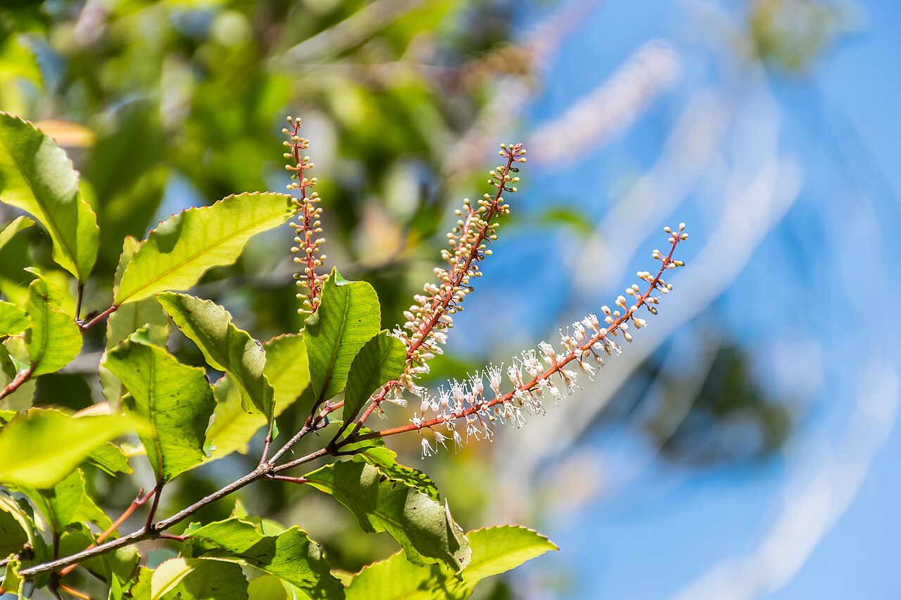 Kāmahi: Weinmannia racemosa in Abel Tasman National Park, Tasman Region, South Island of New Zealand