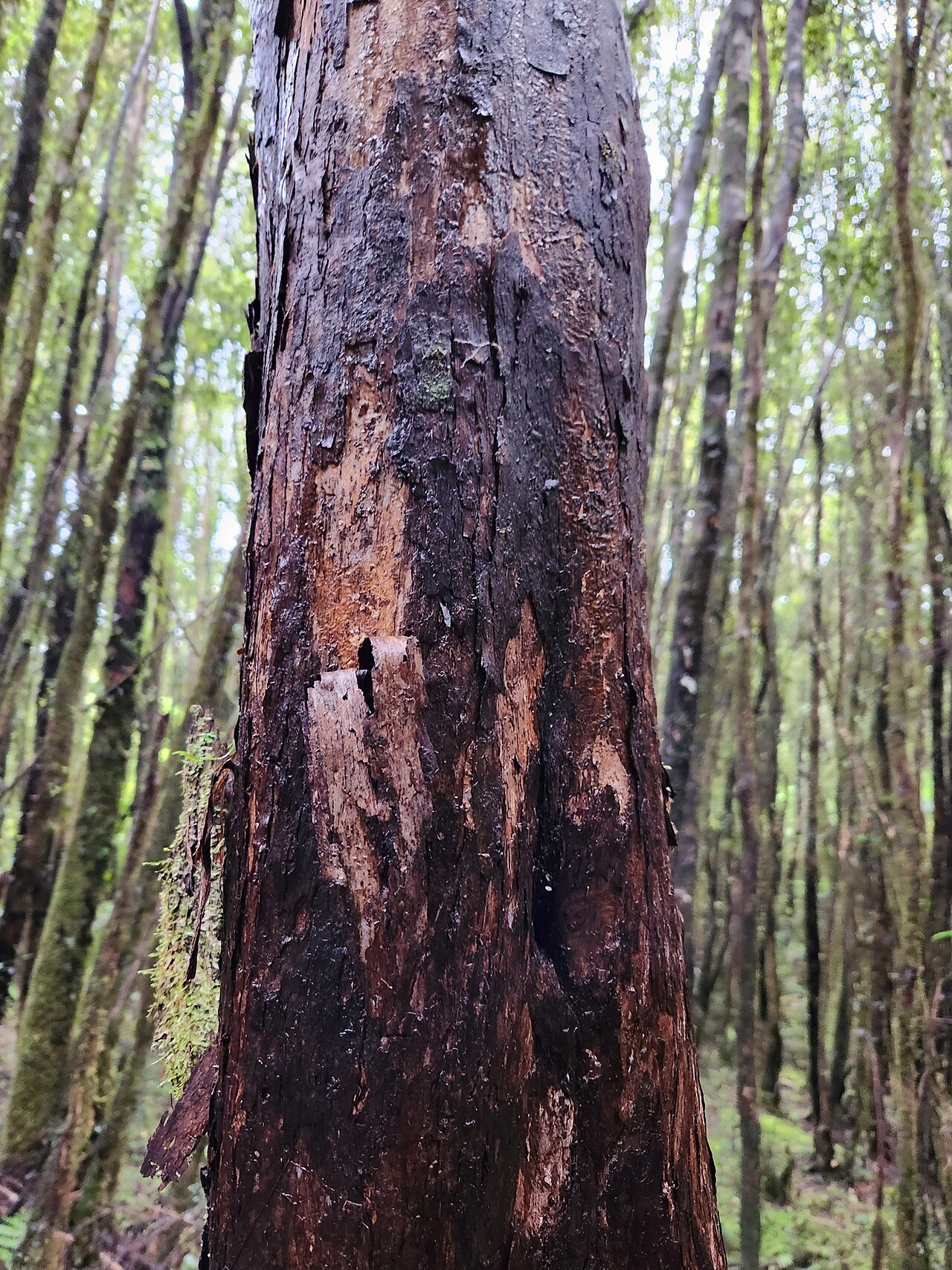 Kāmahi: Pterophylla racemosa, Franz Josef / Waiau, 2022-12-15 (iNaturalist).