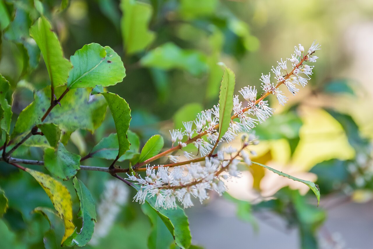 Kāmahi: Weinmannia racemosa in Abel Tasman National Park, Tasman Region, South Island of New Zealand