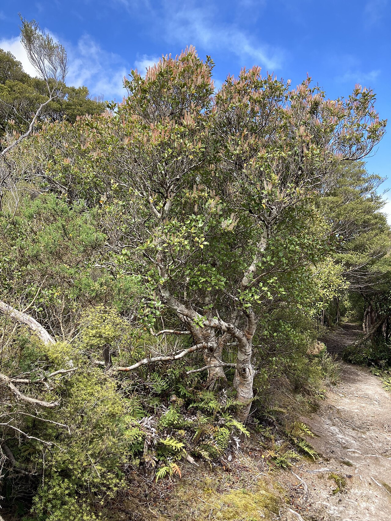 Kāmahi: Kāmahi