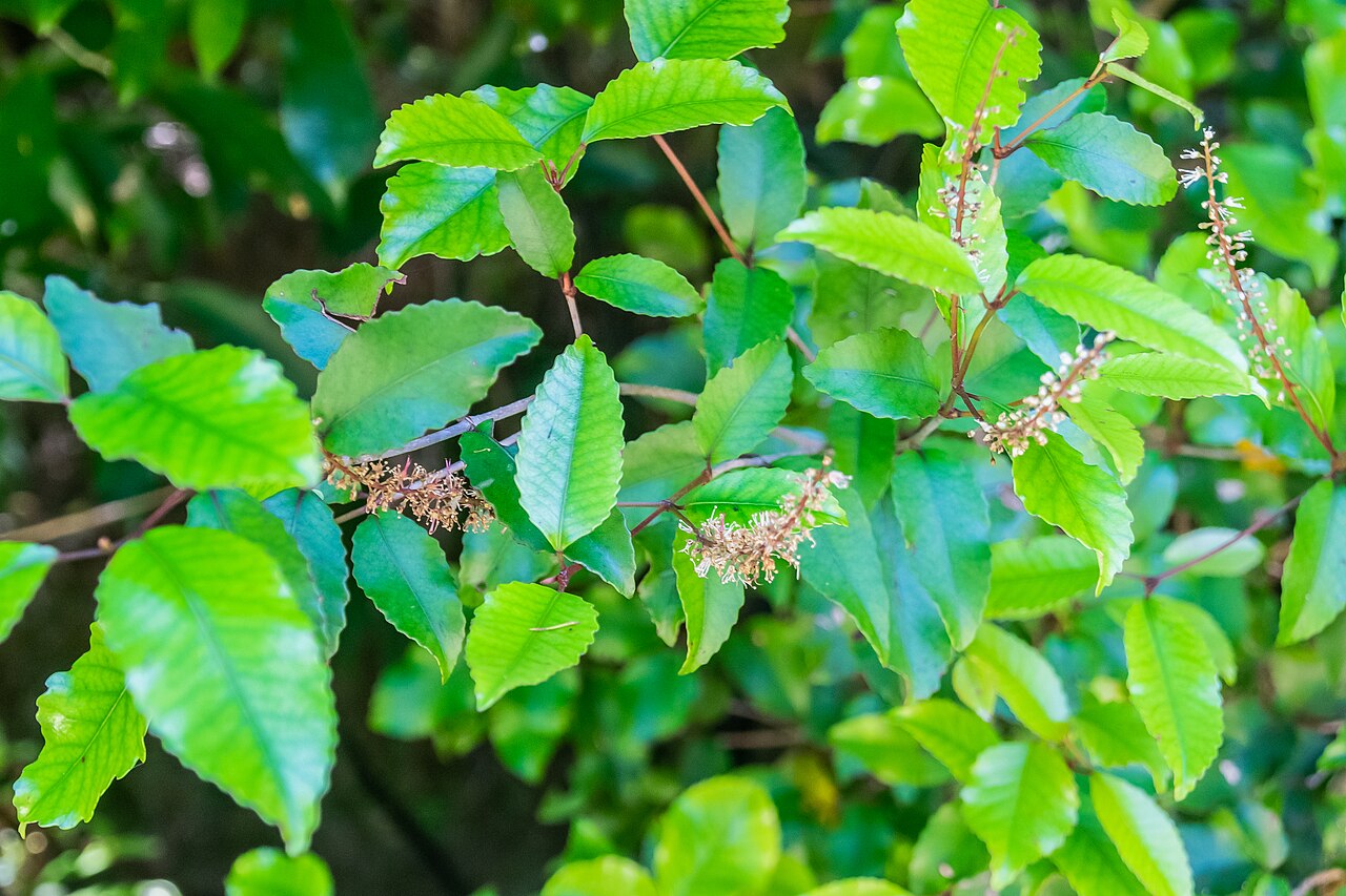 Kāmahi: Weinmannia racemosa in Abel Tasman National Park, Tasman Region, South Island of New Zealand