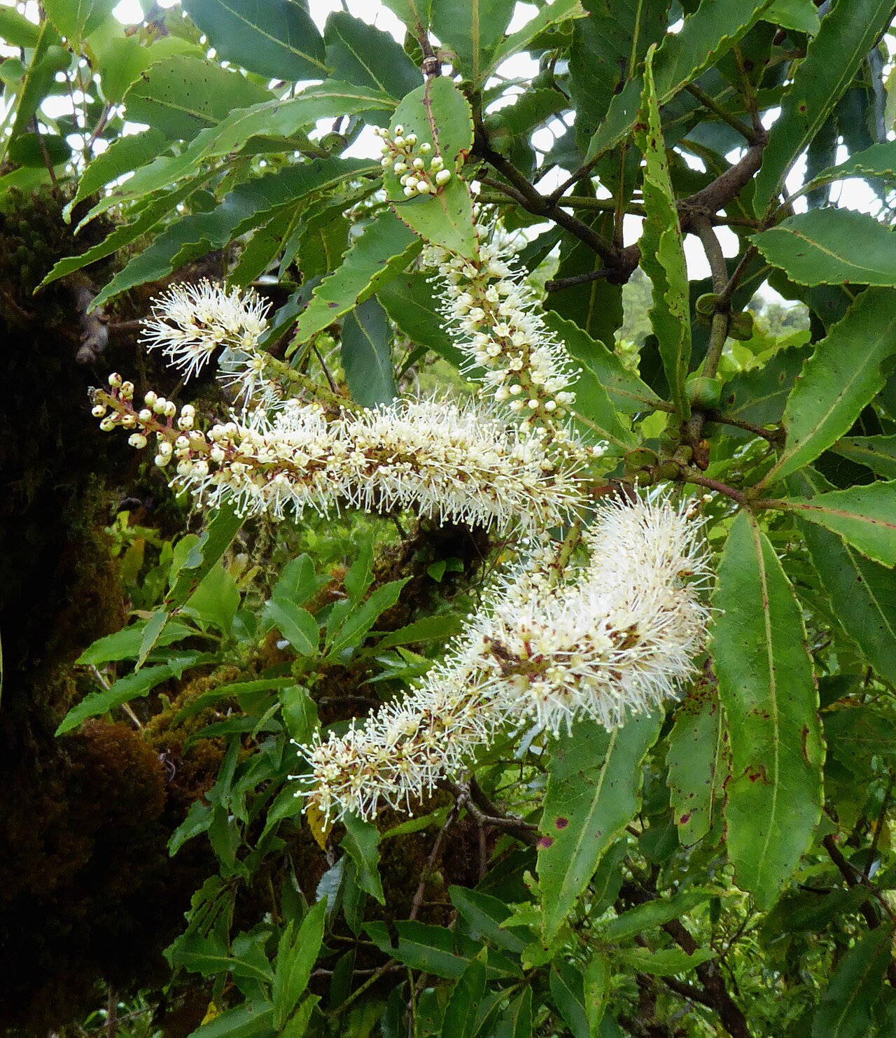 Pterophylla samoensis: Pterophylla samoensis in Cook Islands