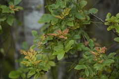 Tawhero (Pterophylla sylvicola)