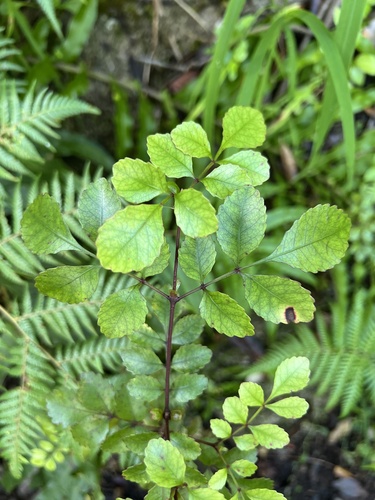 Tawhero (Pterophylla sylvicola)
