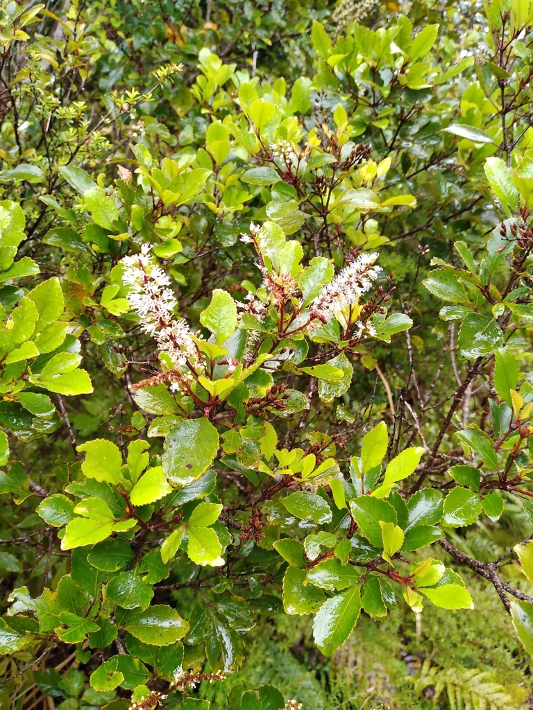 Tawhero (Pterophylla sylvicola)